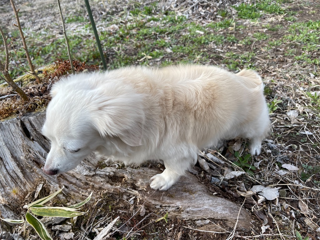 f:id:captaindog082:20210412192805j:image
