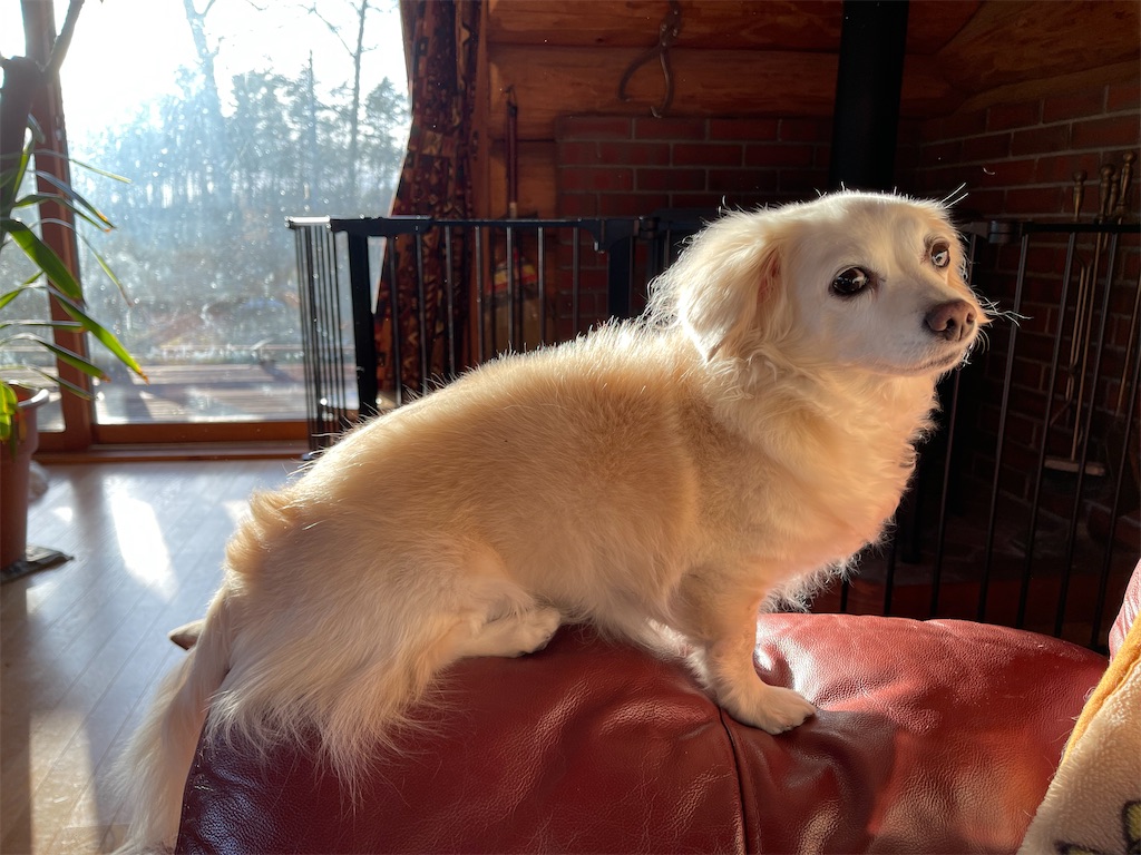 f:id:captaindog082:20210418212127j:image