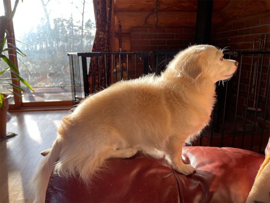 f:id:captaindog082:20210418212141j:image