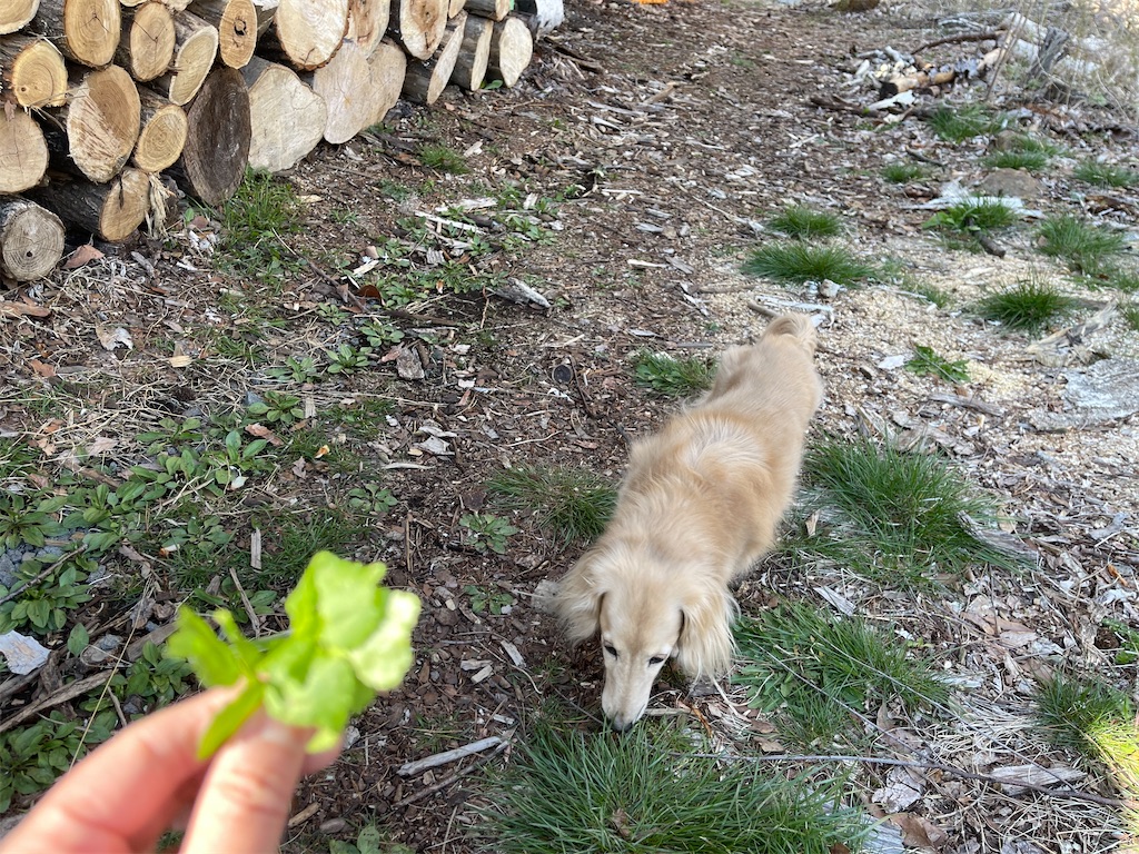 f:id:captaindog082:20210419201133j:image