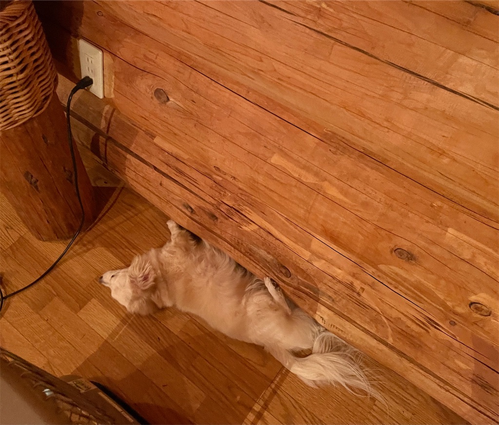 f:id:captaindog082:20210420181659j:image