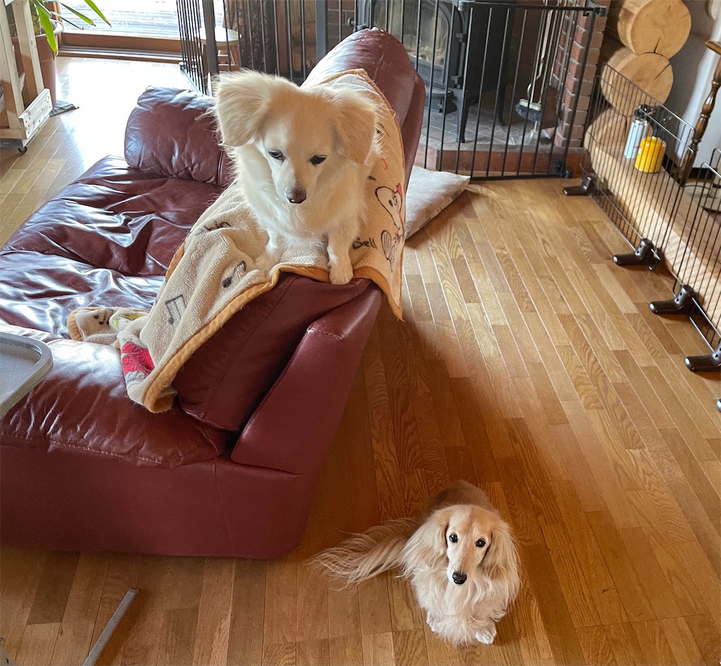 f:id:captaindog082:20210421145335j:image