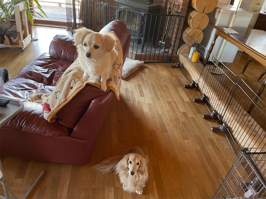 f:id:captaindog082:20210421145339j:image