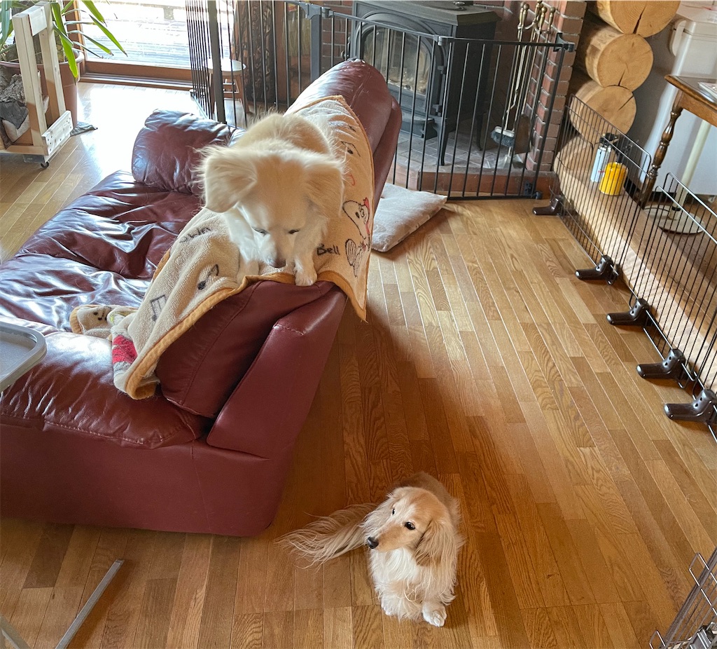 f:id:captaindog082:20210421145346j:image