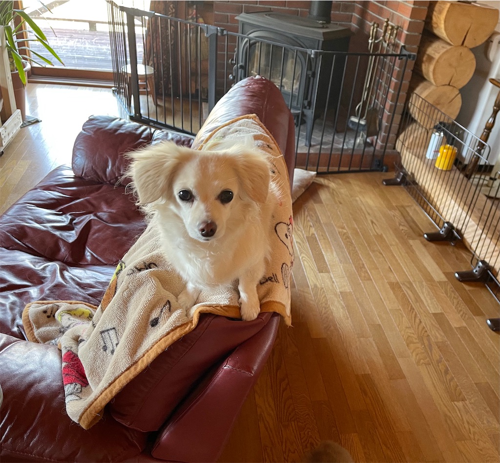 f:id:captaindog082:20210421145353j:image