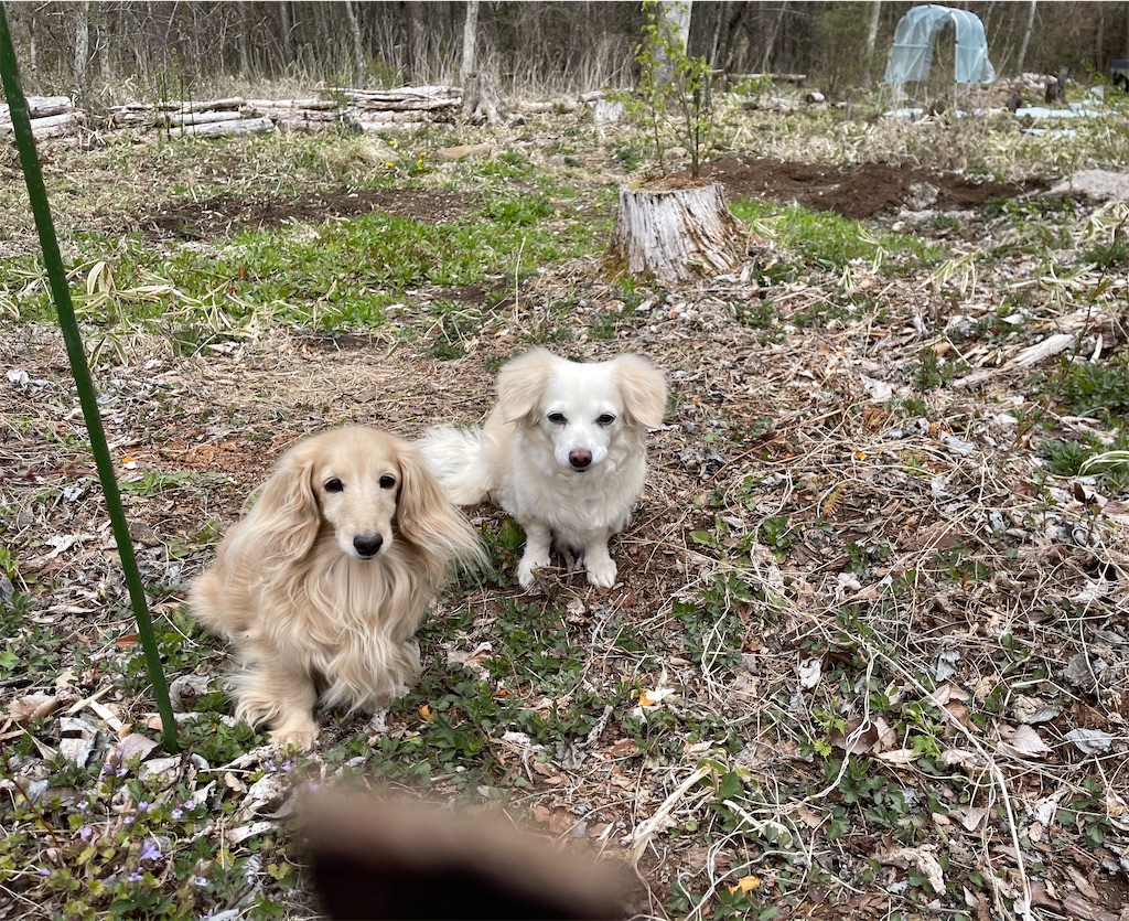 f:id:captaindog082:20210425151356j:image