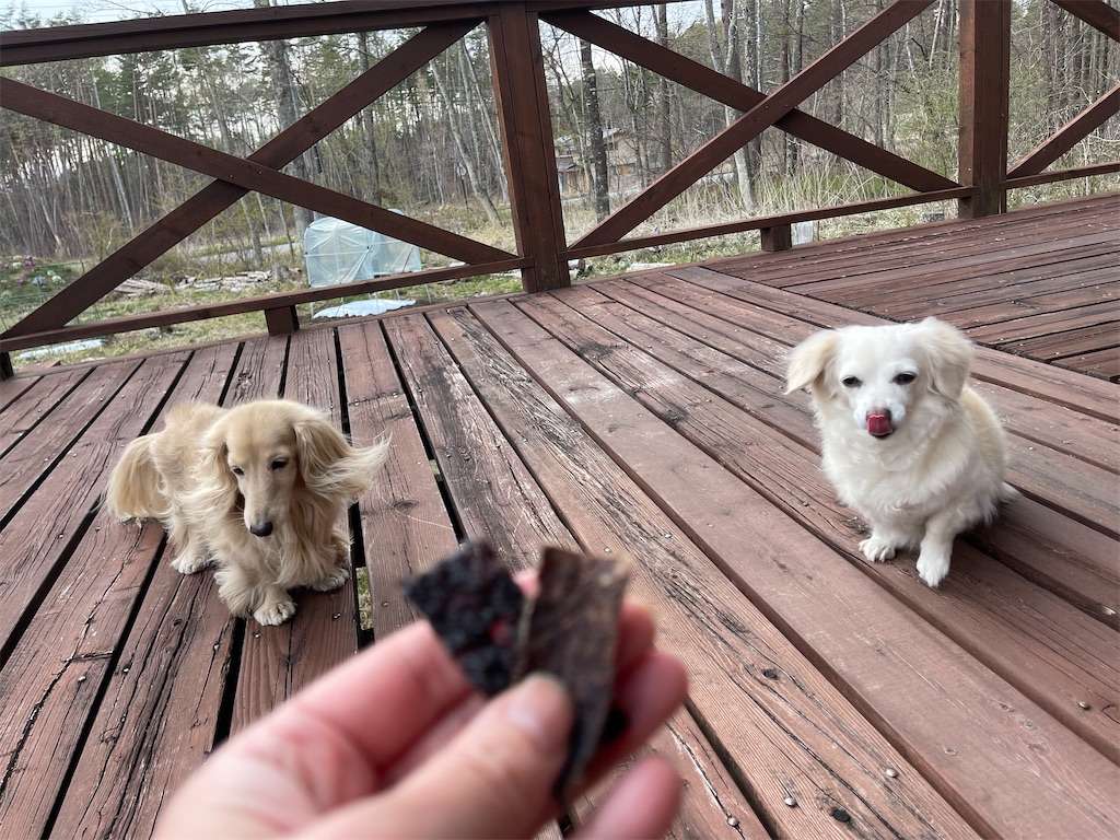 f:id:captaindog082:20210427223747j:image