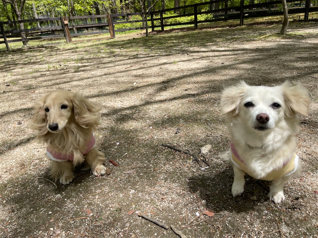 f:id:captaindog082:20210430155225j:image