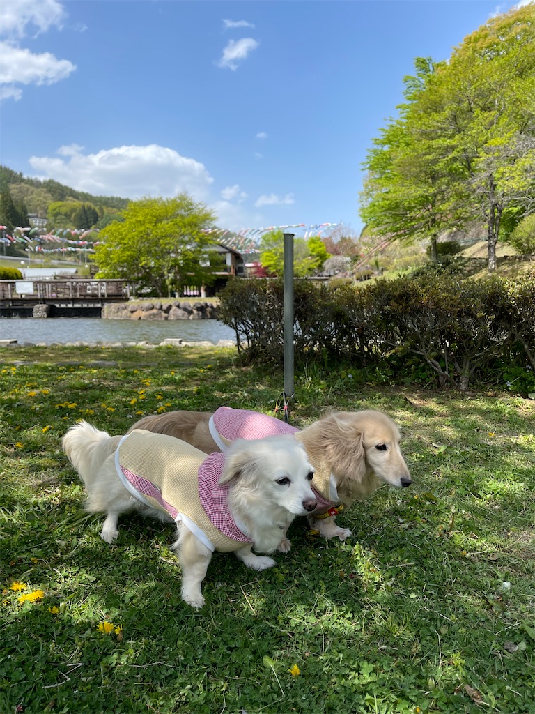 f:id:captaindog082:20210430170822j:image