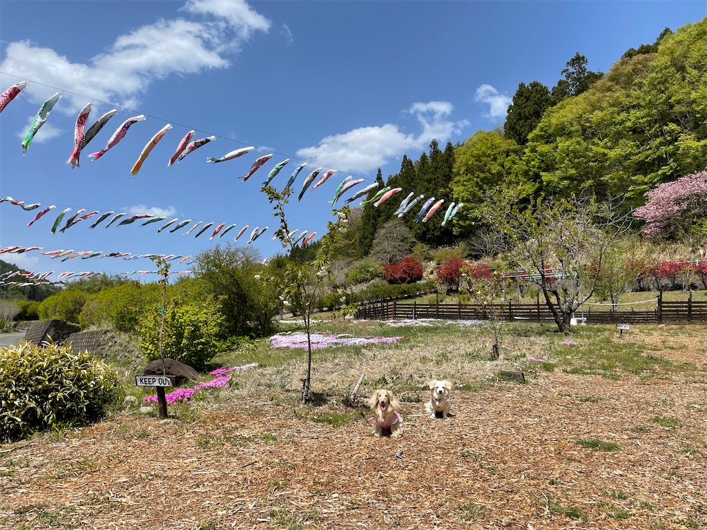 f:id:captaindog082:20210430203301j:plain