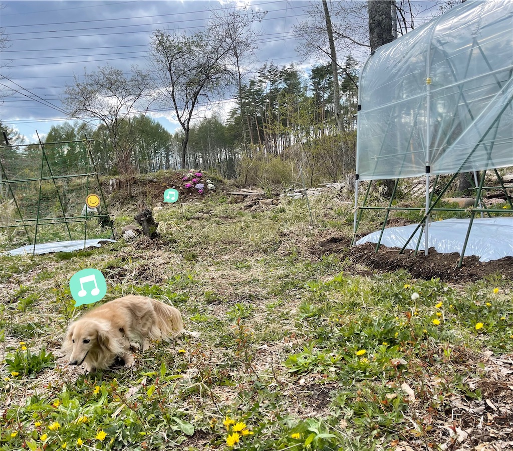 f:id:captaindog082:20210503202305j:image