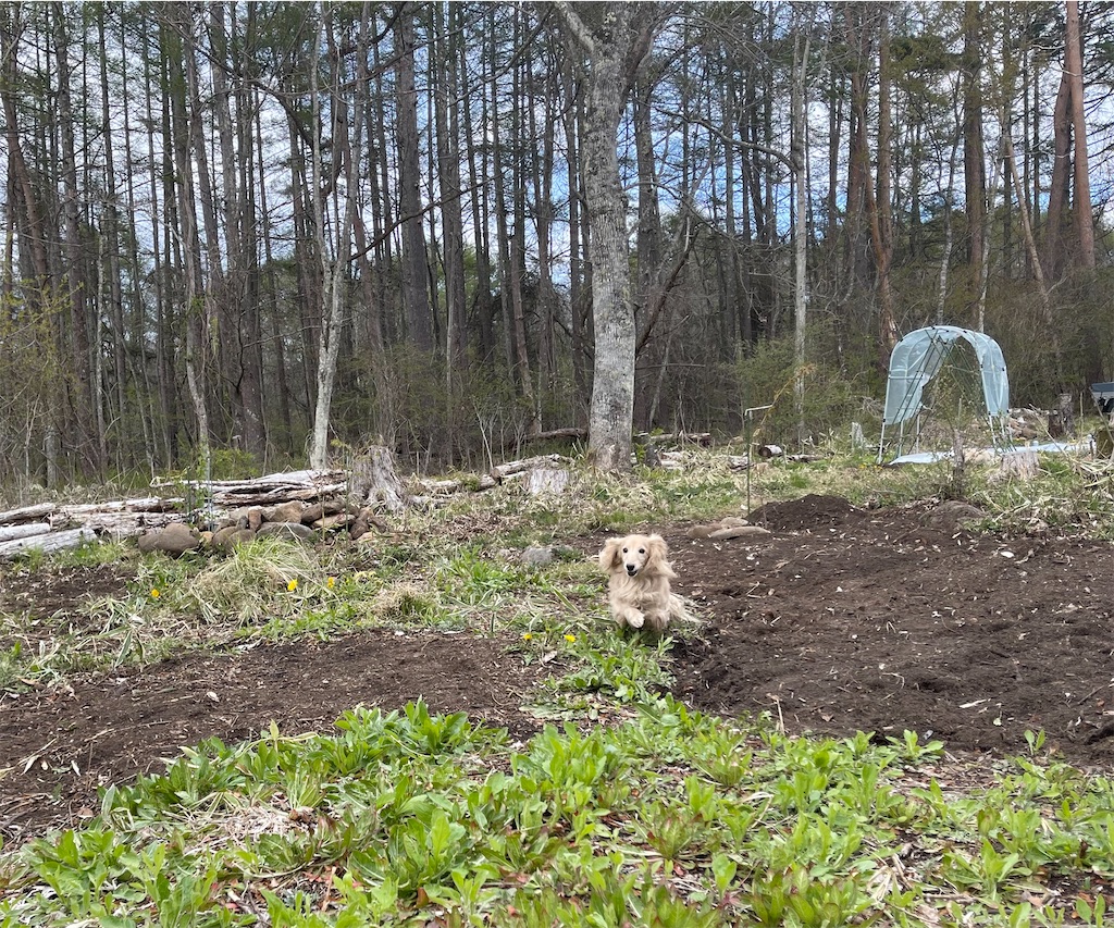 f:id:captaindog082:20210503202308j:image