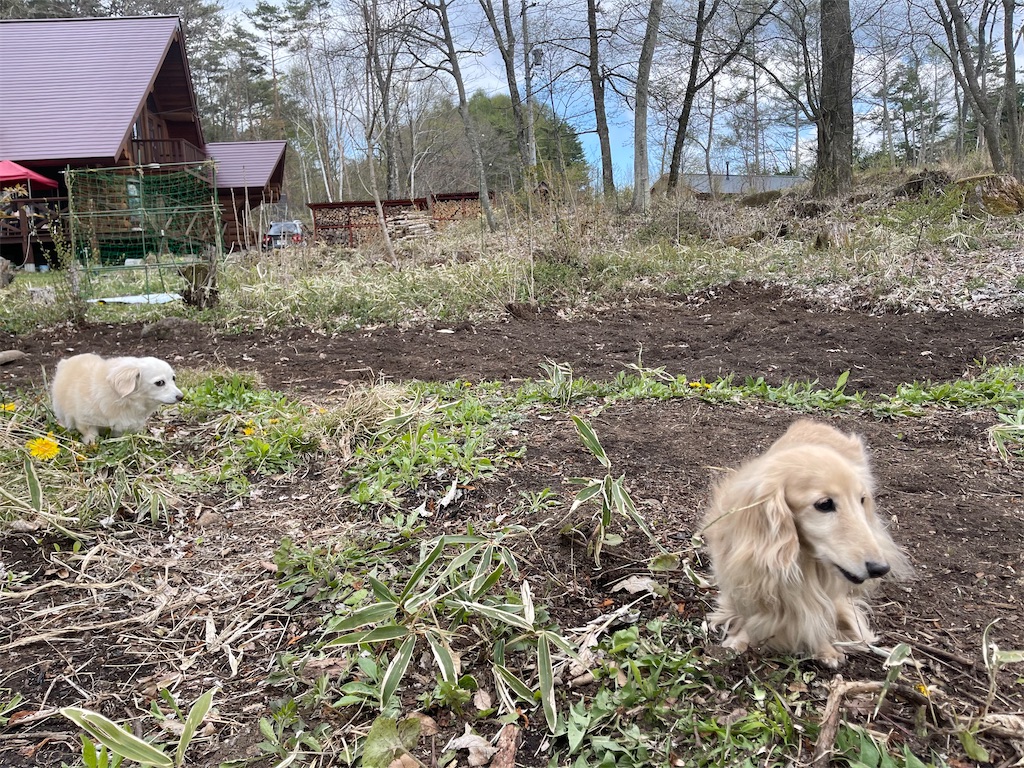 f:id:captaindog082:20210503202312j:image