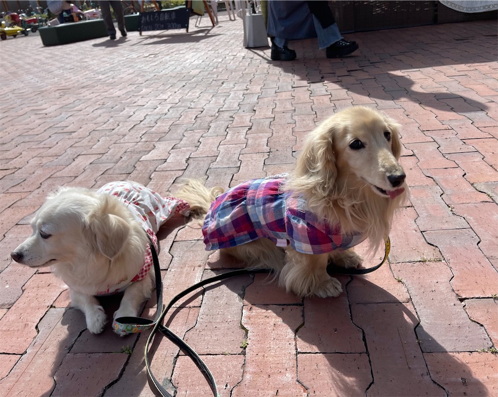 f:id:captaindog082:20210504171145j:image