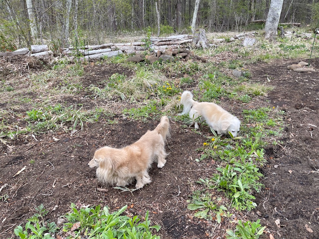 f:id:captaindog082:20210505181151j:image