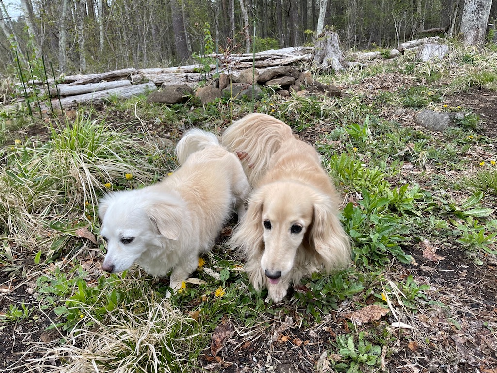 f:id:captaindog082:20210505181155j:image