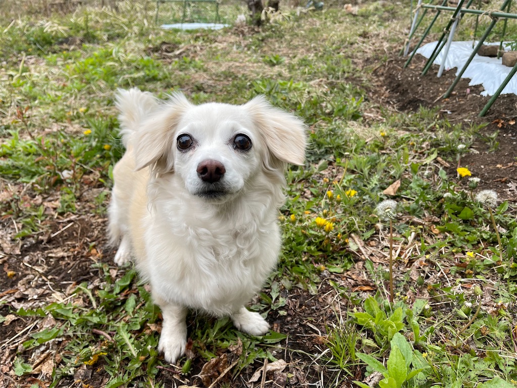 f:id:captaindog082:20210505181159j:image