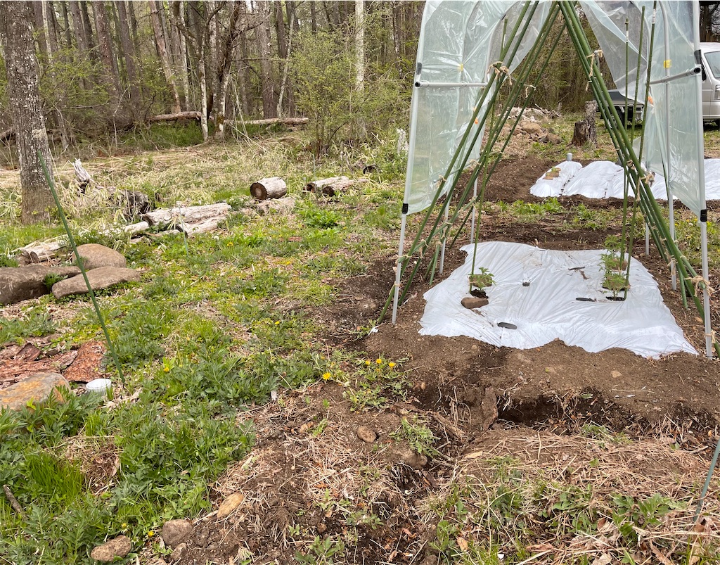 f:id:captaindog082:20210505181202j:image