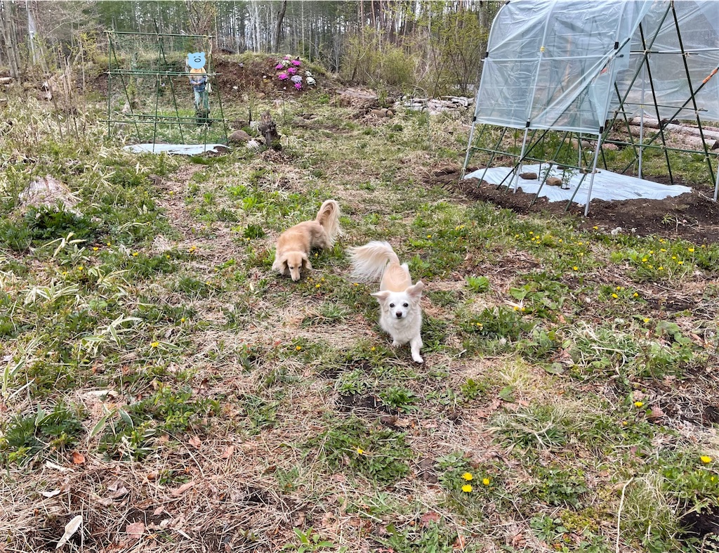 f:id:captaindog082:20210505181209j:image