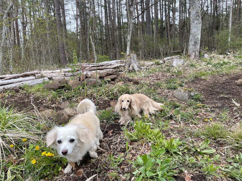 f:id:captaindog082:20210505181214j:image