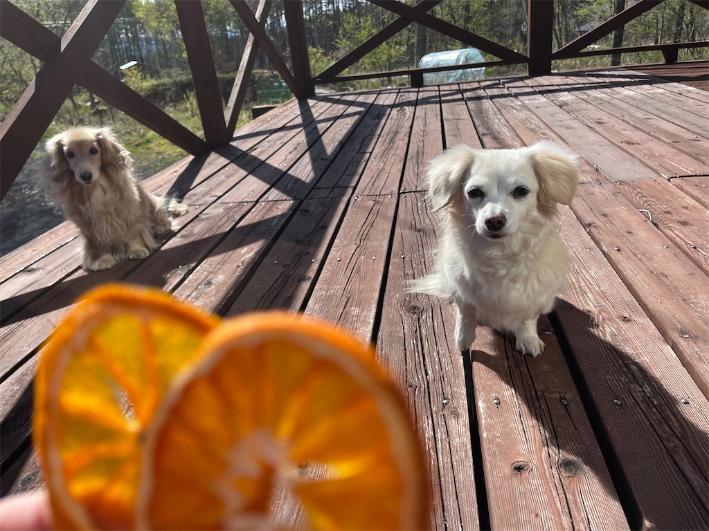f:id:captaindog082:20210506222808j:image
