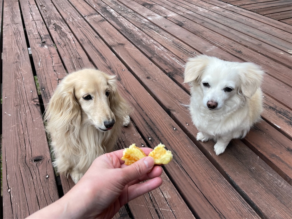 f:id:captaindog082:20210507172207j:image