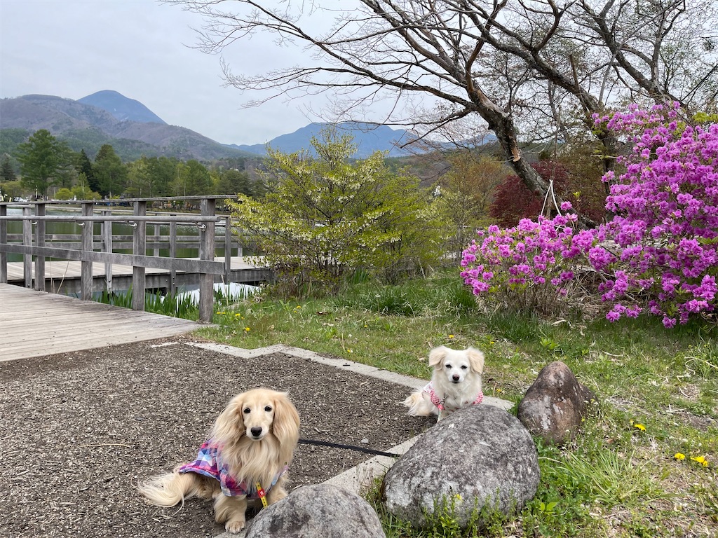 f:id:captaindog082:20210512174745j:image