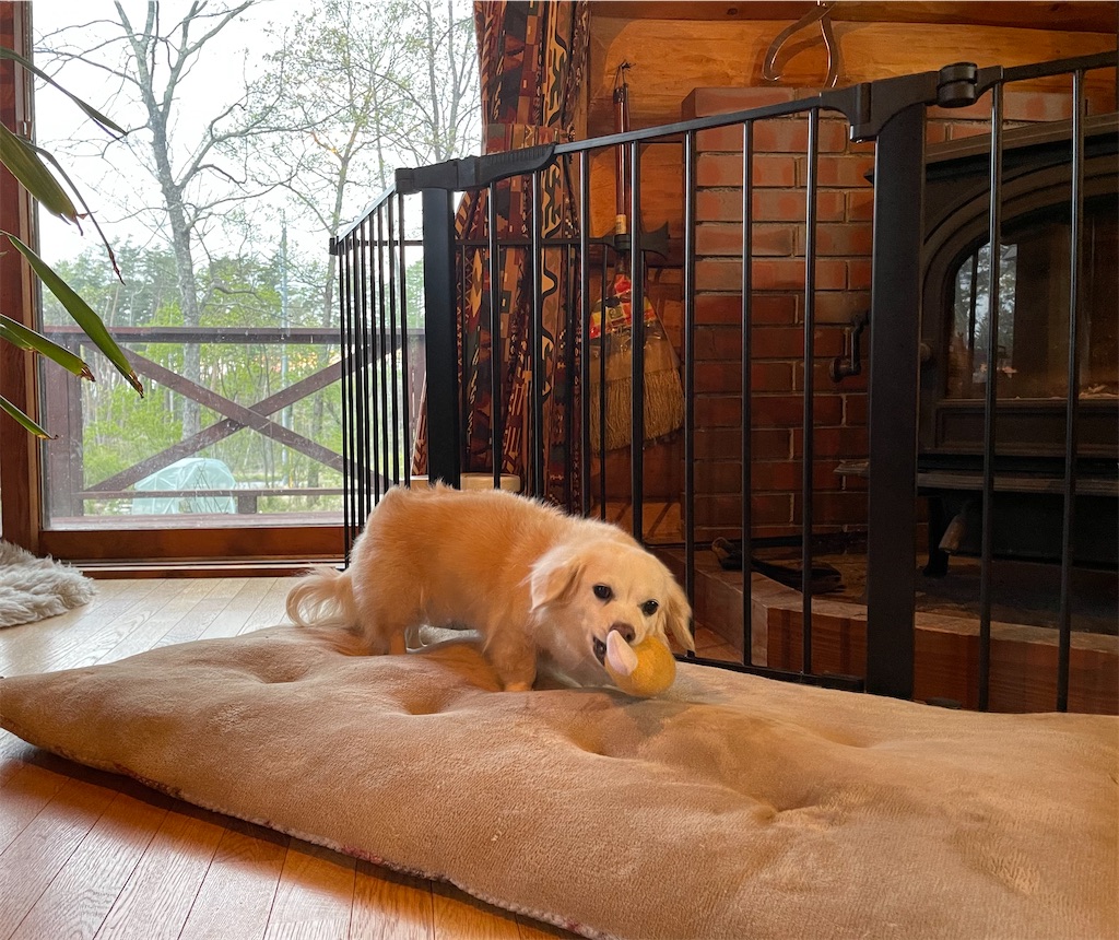 f:id:captaindog082:20210512213733j:image