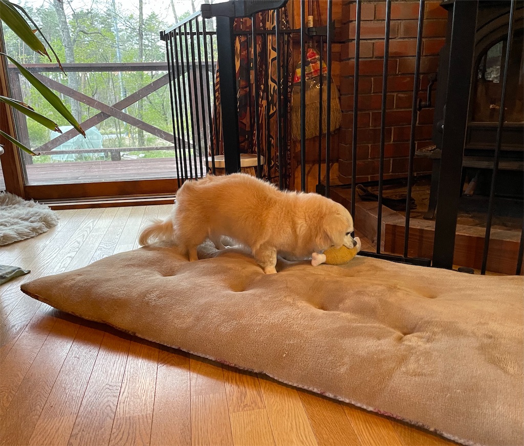 f:id:captaindog082:20210512213737j:image