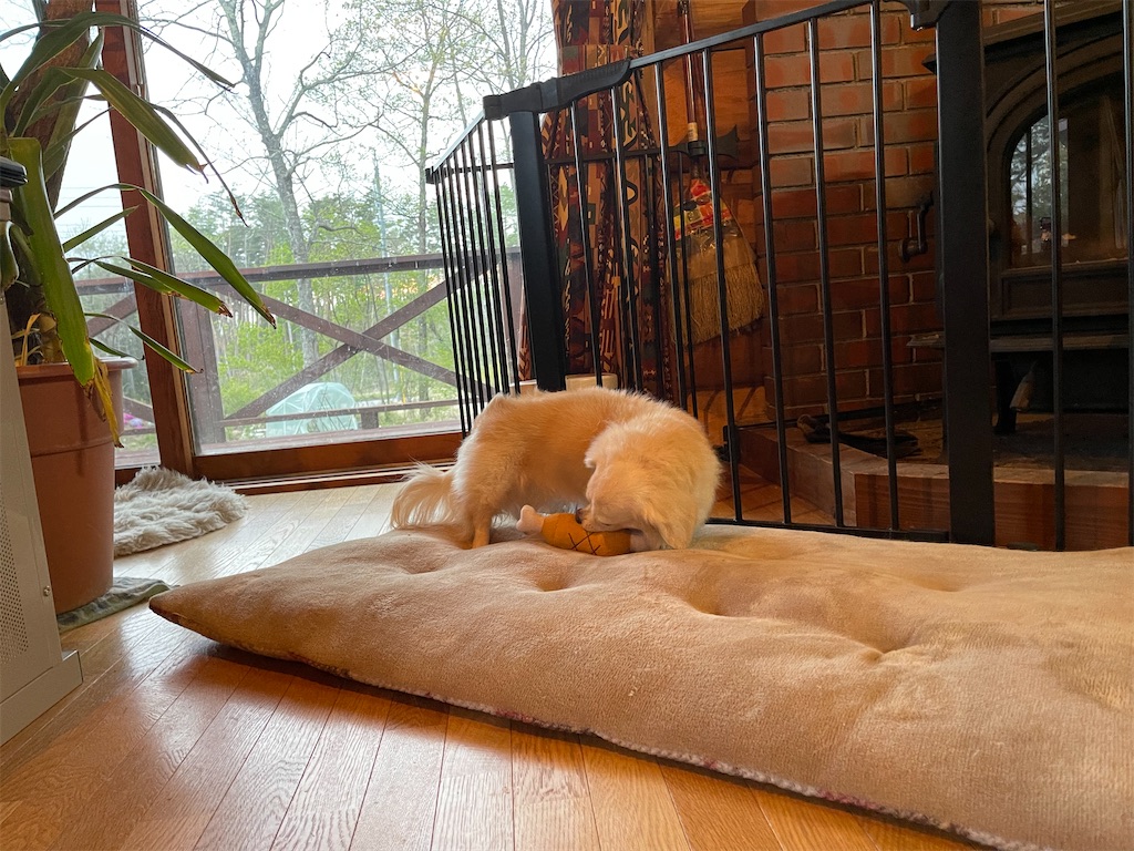 f:id:captaindog082:20210512213741j:image