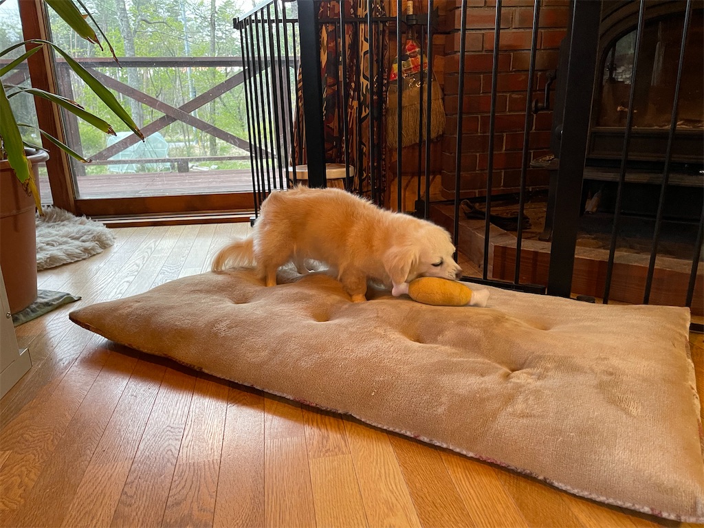 f:id:captaindog082:20210512213747j:image