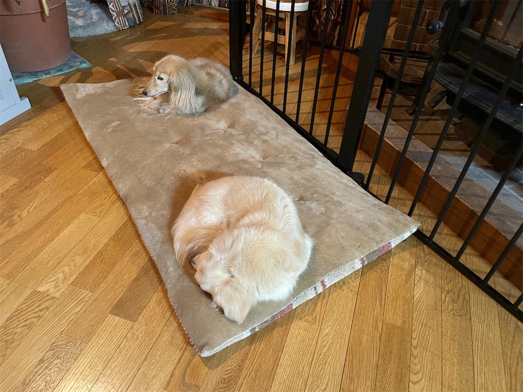 f:id:captaindog082:20210512213751j:image