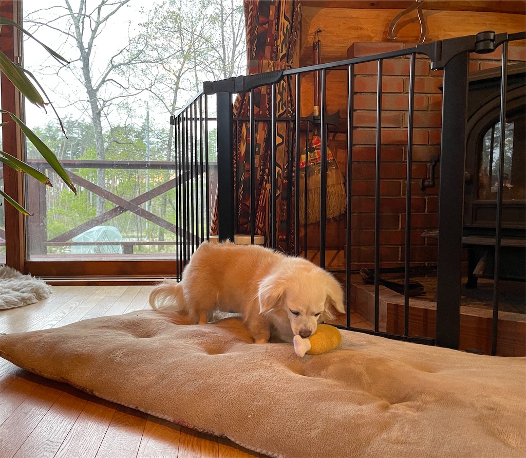 f:id:captaindog082:20210512213755j:image