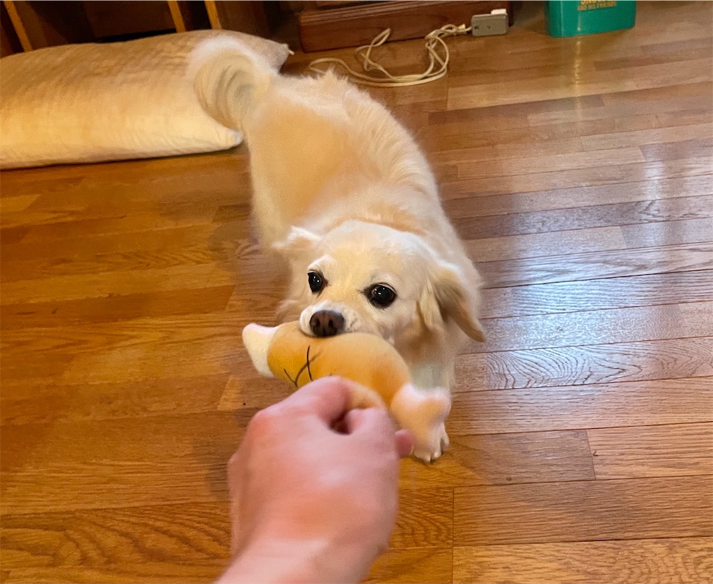 f:id:captaindog082:20210512213758j:image