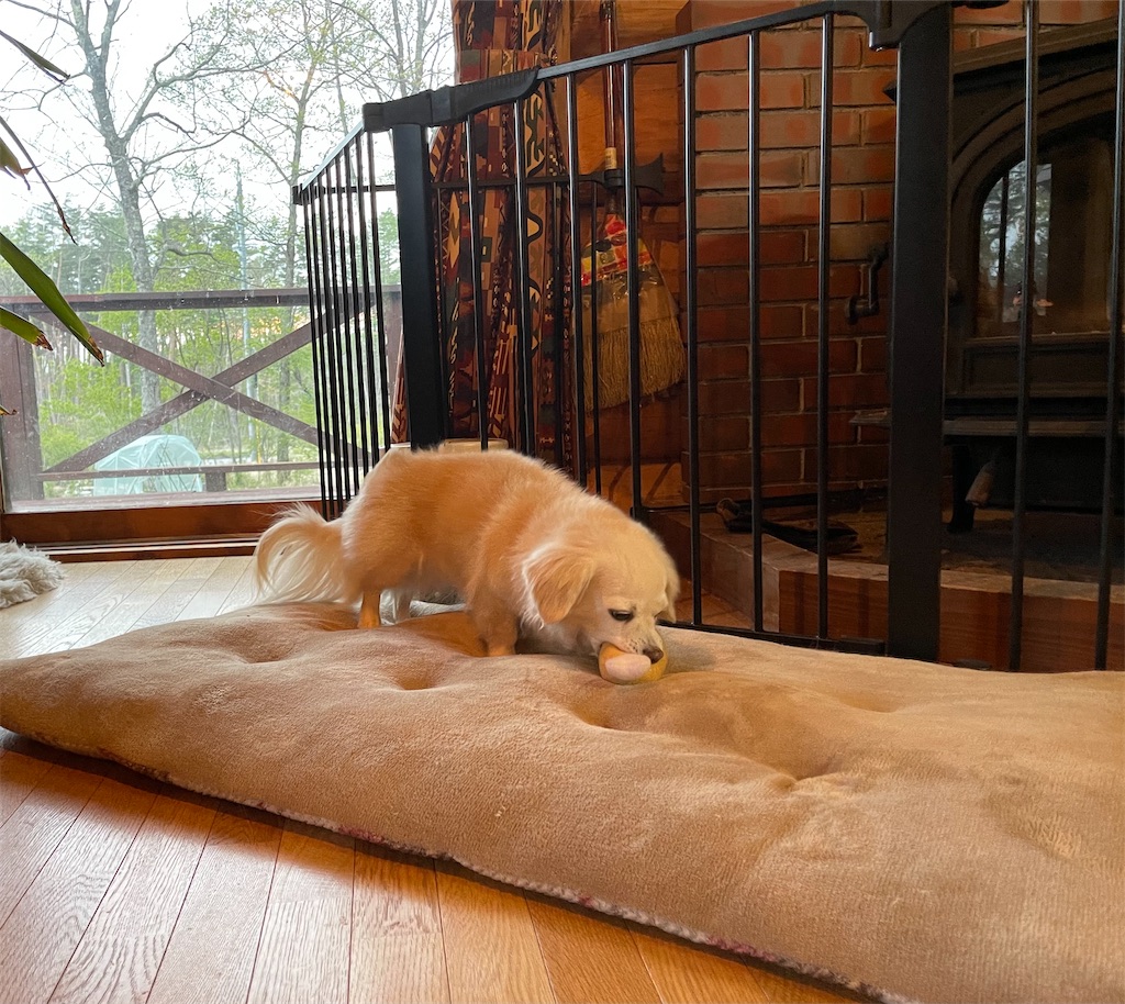 f:id:captaindog082:20210512213809j:image