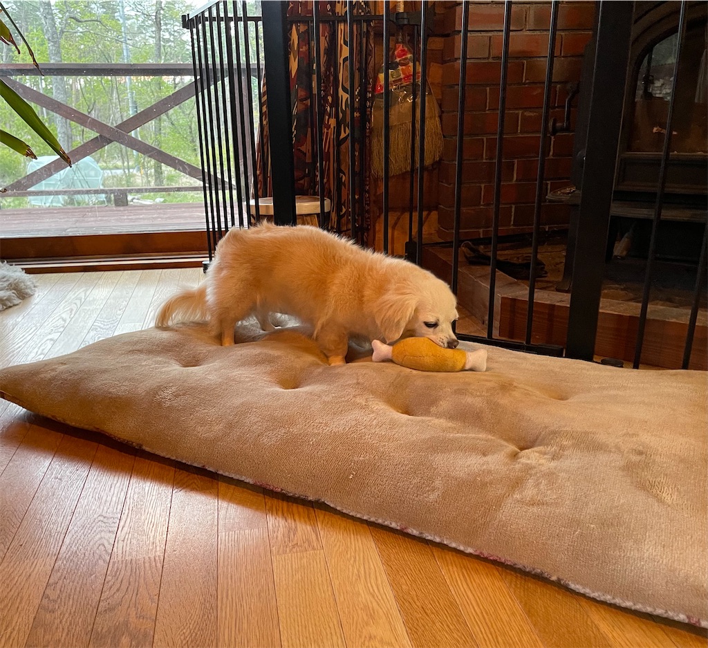 f:id:captaindog082:20210512213919j:image