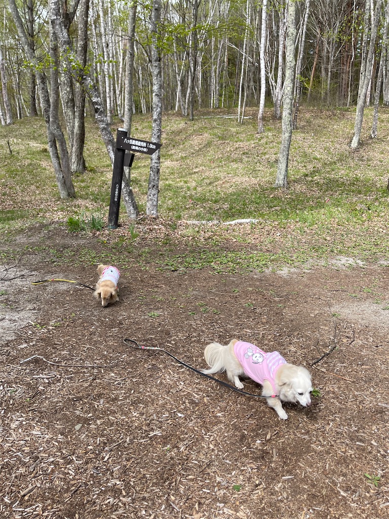 f:id:captaindog082:20210513211644j:image