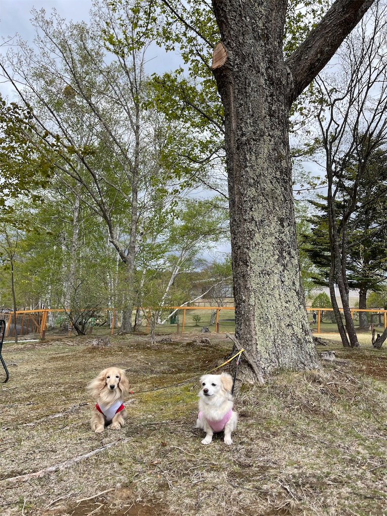 f:id:captaindog082:20210513211653j:image