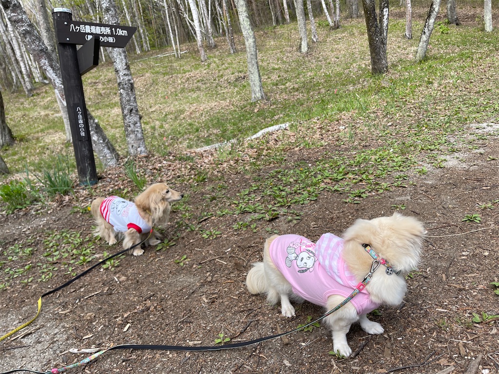 f:id:captaindog082:20210513211657j:image