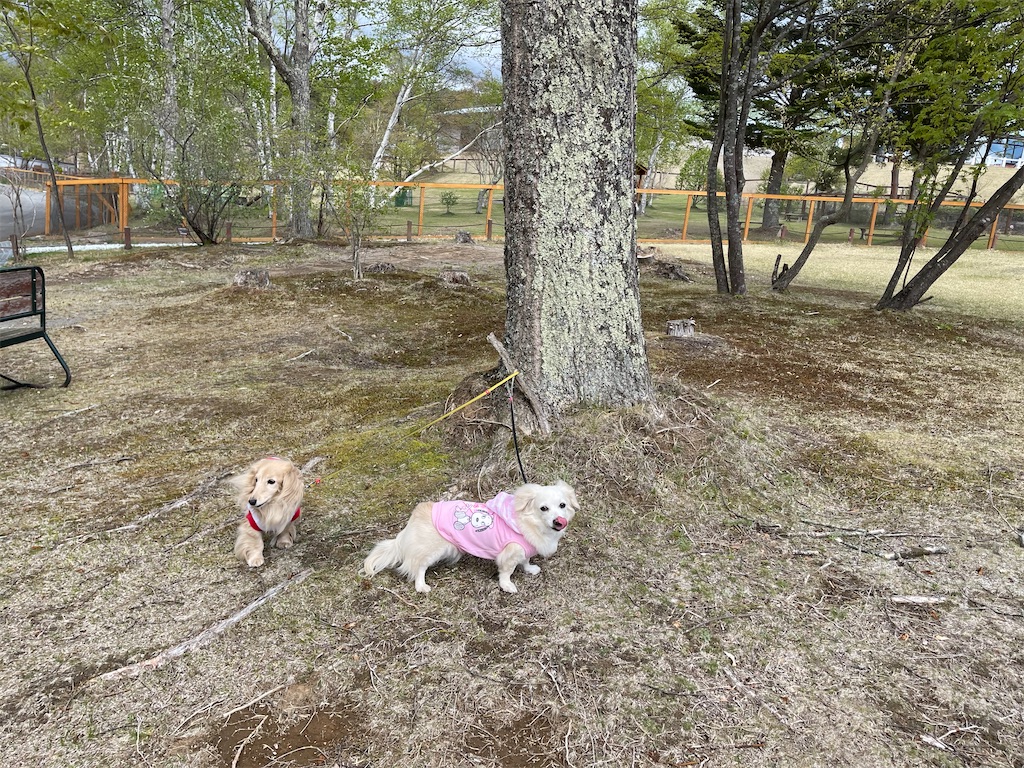 f:id:captaindog082:20210513211709j:image