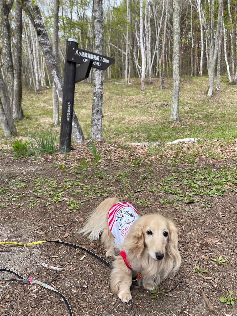 f:id:captaindog082:20210513211712j:image