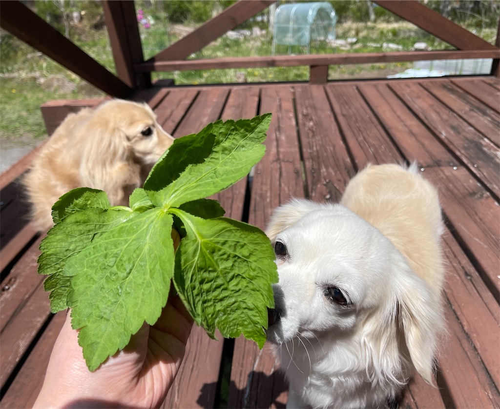 f:id:captaindog082:20210515110324j:image f:id:captaindog082:20210515110324j:image