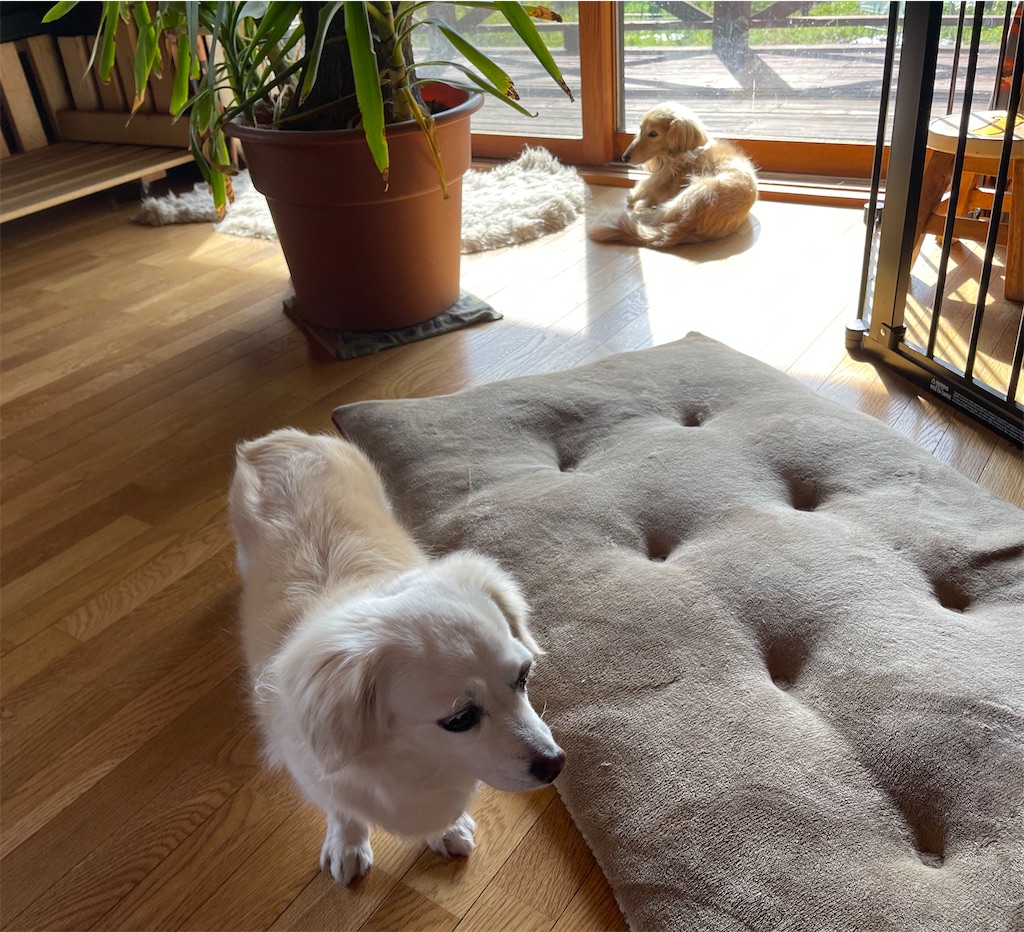 f:id:captaindog082:20210515222004j:image