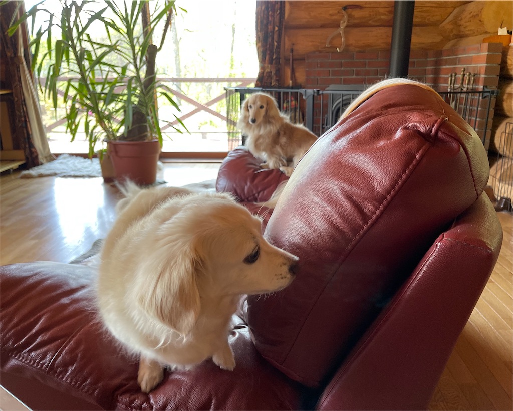 f:id:captaindog082:20210515222008j:image