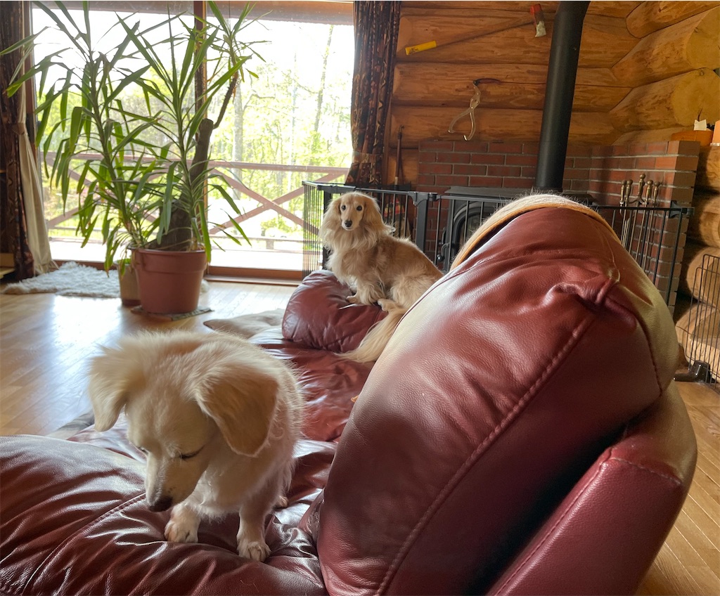 f:id:captaindog082:20210515222011j:image