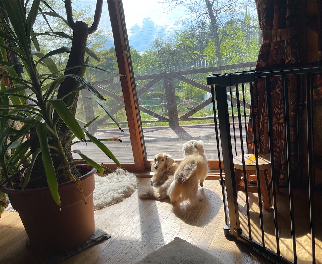 f:id:captaindog082:20210515222015j:image