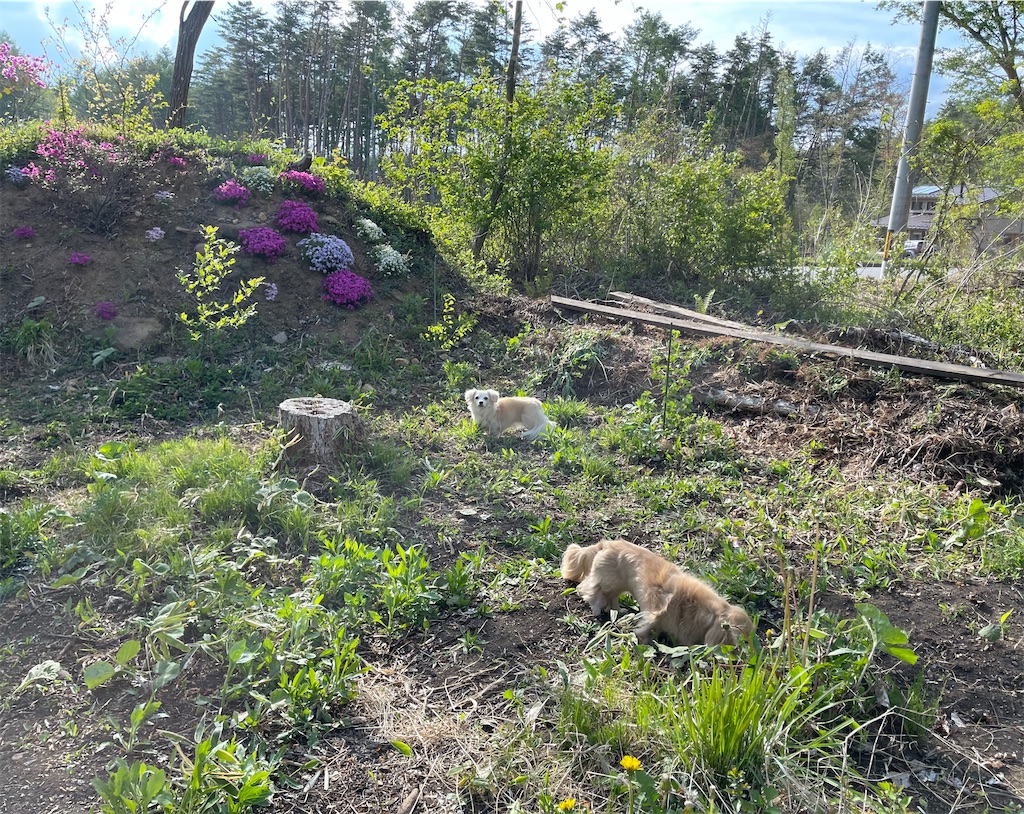 f:id:captaindog082:20210515233139j:image