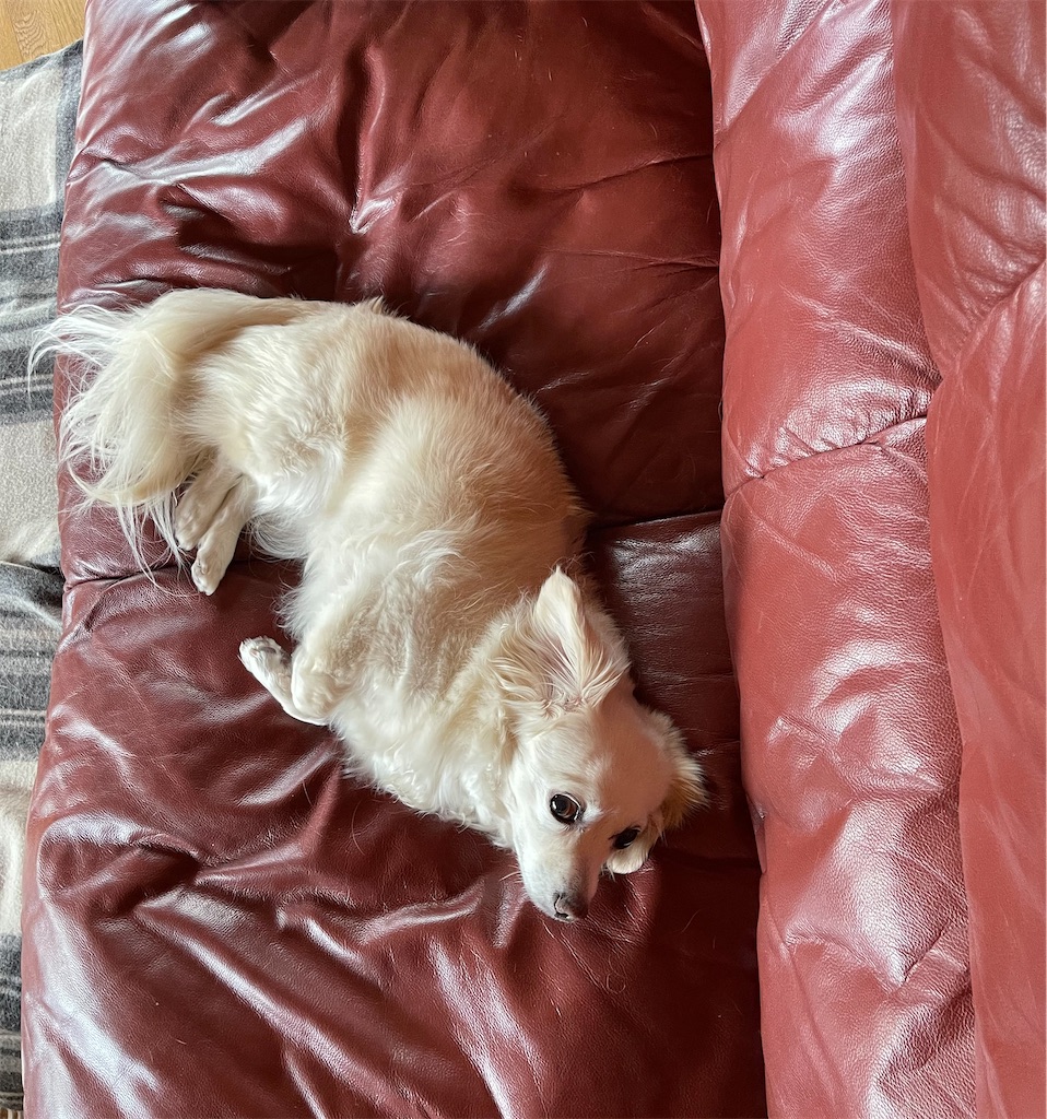 f:id:captaindog082:20210520092137j:image f:id:captaindog082:20210520092137j:image