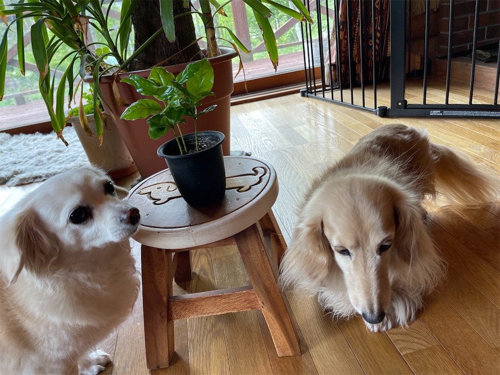 f:id:captaindog082:20210520215520j:image