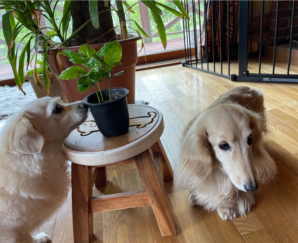 f:id:captaindog082:20210520215523j:image